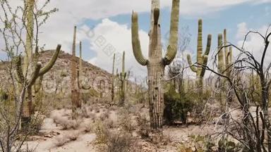 美丽的<strong>大气背景</strong>拍摄，大Saguaro仙人掌长得很高，在一个炎热的晴天在亚利桑那州沙漠美国。
